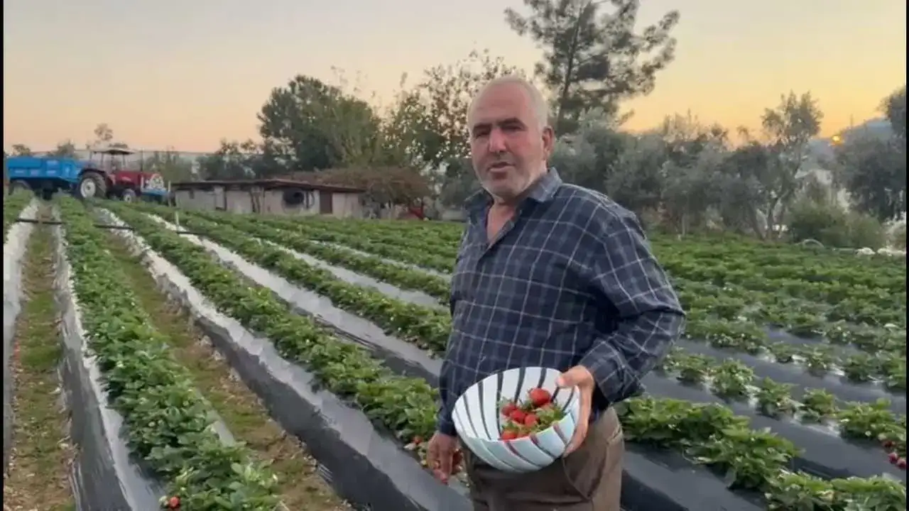 Mersin’de Çilek Hasadı: Toprakla Reyon Arası Fiyat Uçurumu! 3